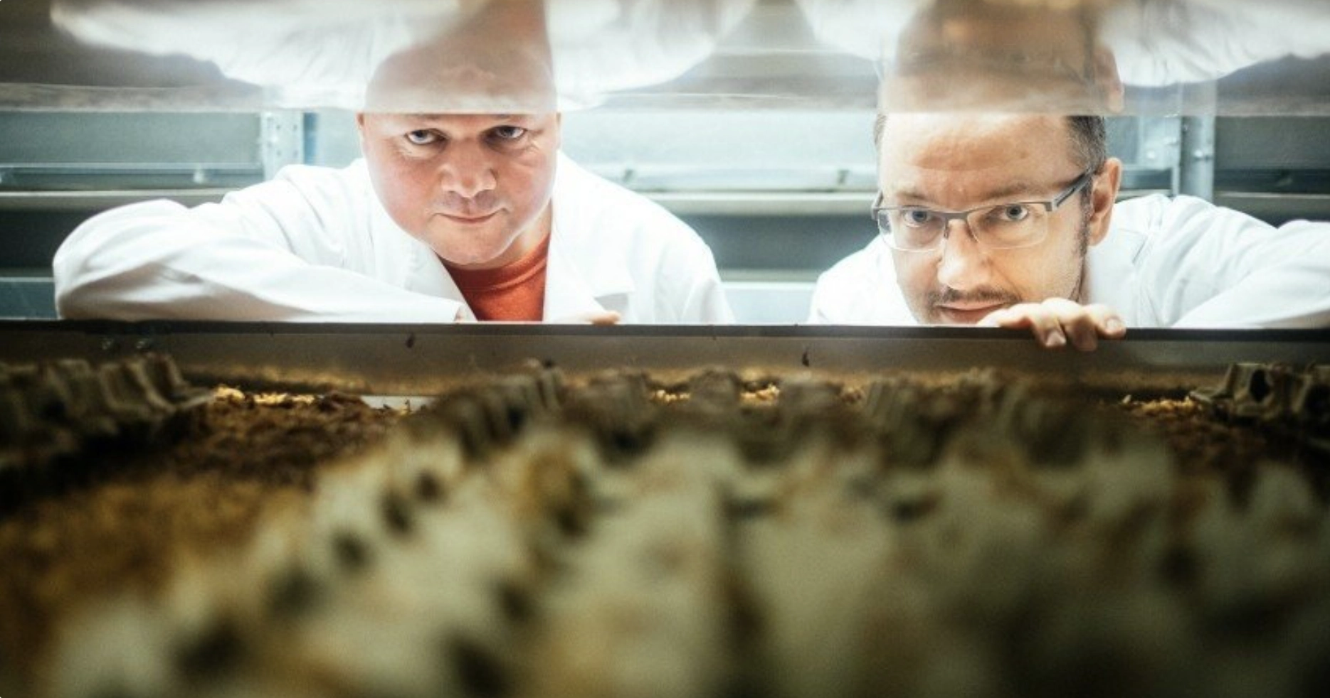 PARP inwestuje 7,4 mln zł w HiProMine. Startup zbada feromony w świecie owadów