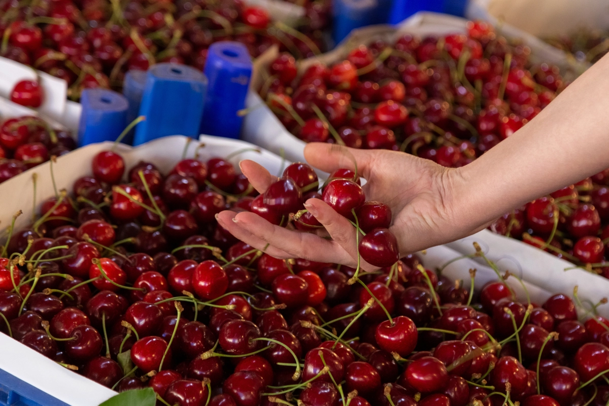 Importowane 100 zł za kilogram, krajowe choćby 130 zł. Ceny czereśni idą na rekord