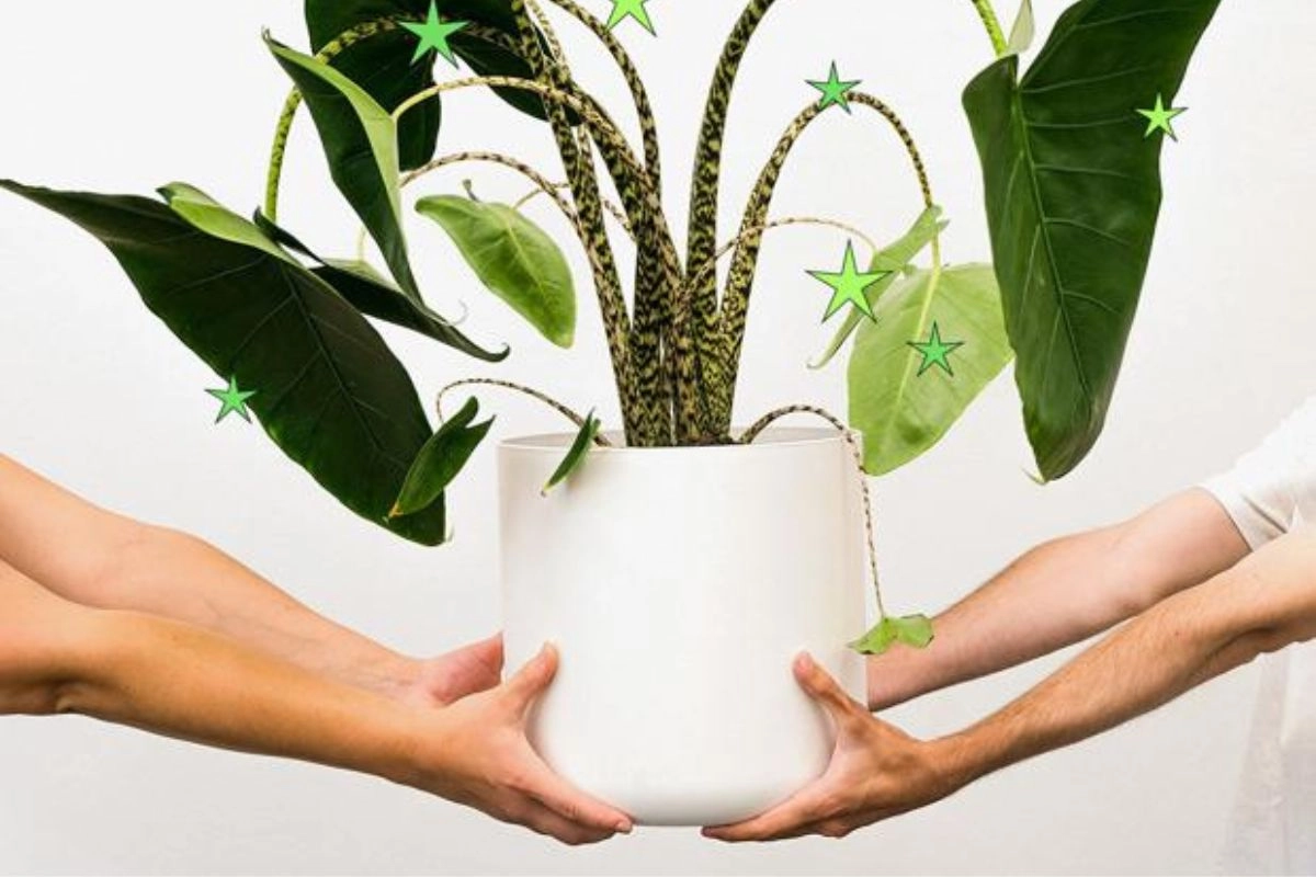 W Foodsi zamówisz paczkę-niespodziankę z Leroy Merlin i zrobisz coś dobrego dla świata