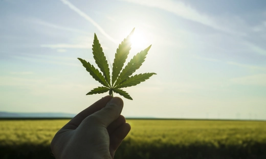 Rebranding w branży konopnej. East Hemp Group zmienia nazwę