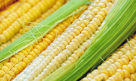 Polski robot pomoże w uprawie kukurydzy
