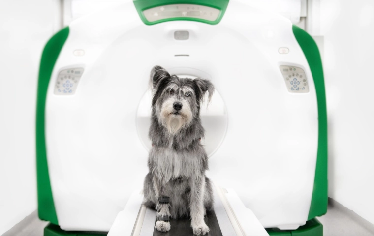 Wimba tworzy ortezy 4D dla psów przy użyciu technologii HP Multi JetFusion