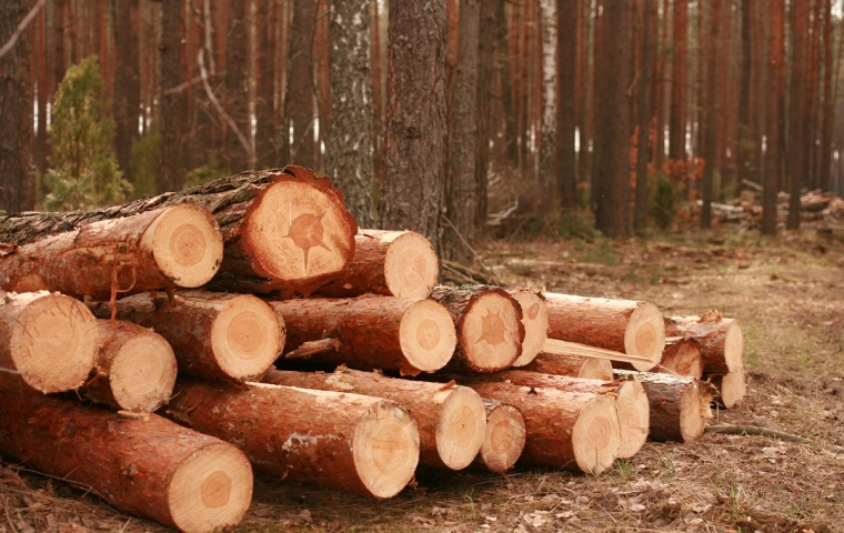 Drewno od cara: Polacy nie płacą za opał