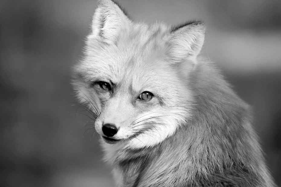 Fot. Shutterstock