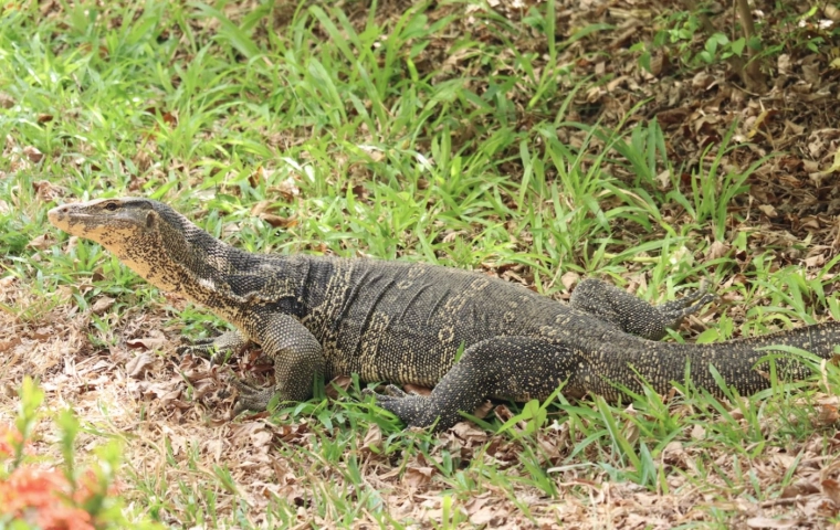 Waran z Komodo. Drapieżnik atakuje ludzi od lat