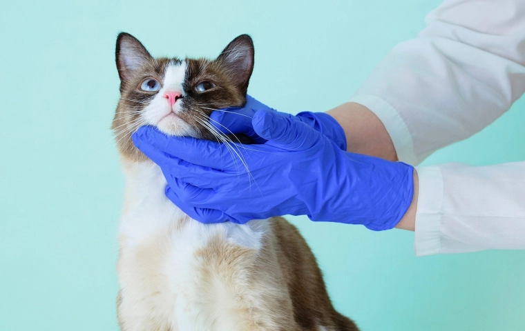 Naukowcy alarmują: Mięso dla kotów z sieci sklepów mogło być zakażone wirusem ptasiej grypy