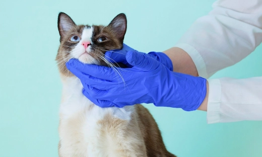 Naukowcy alarmują: Mięso dla kotów z sieci sklepów mogło być zakażone wirusem ptasiej grypy