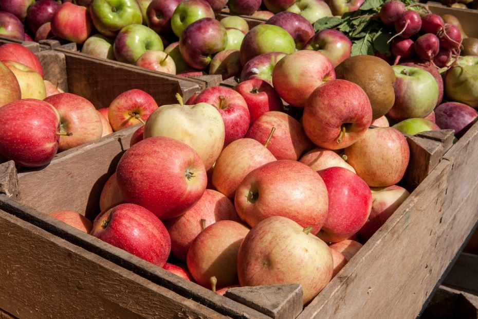 jabłka eksport
