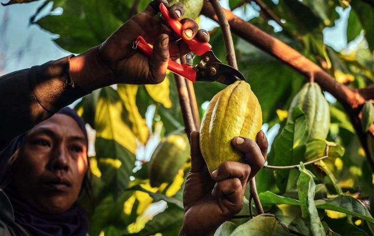 Ceny kakao najwyższe od 40 lat. Czekolada, już nie tylko w przenośni, staje się płynnym złotem