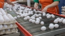 Producenci jaj w pułapce dyskontów. Wojna cenowa uderza w wytwórców