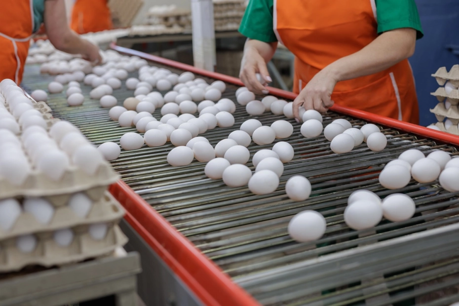 Czy producenci jaj stali się ofiarą wojny handlowej między Biedronką a Lidlem?