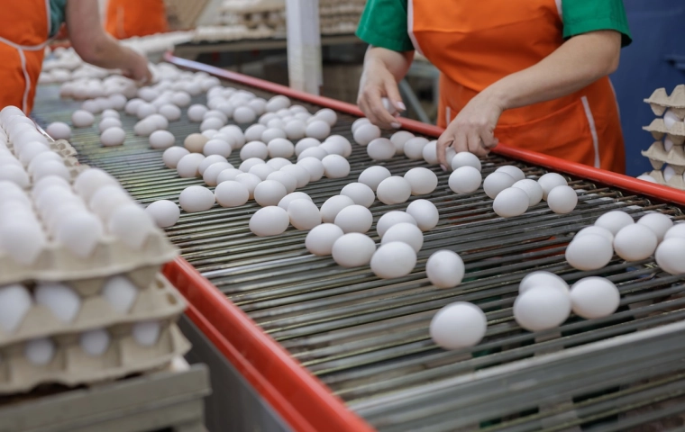 Producenci jaj w pułapce dyskontów. Wojna cenowa uderza w wytwórców