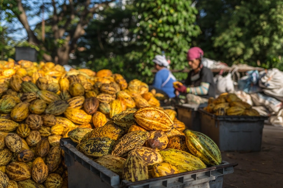 Ceny Kakao sięgają 34 tys. złotych za tonę. To objaw kryzysu klimatycznego.