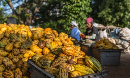Ceny kakao biją rekordy: Producenci czekolady pod presją
