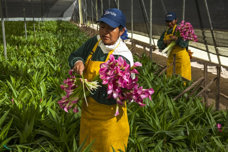 Ekwador, produkcja kwiatów ciętych.