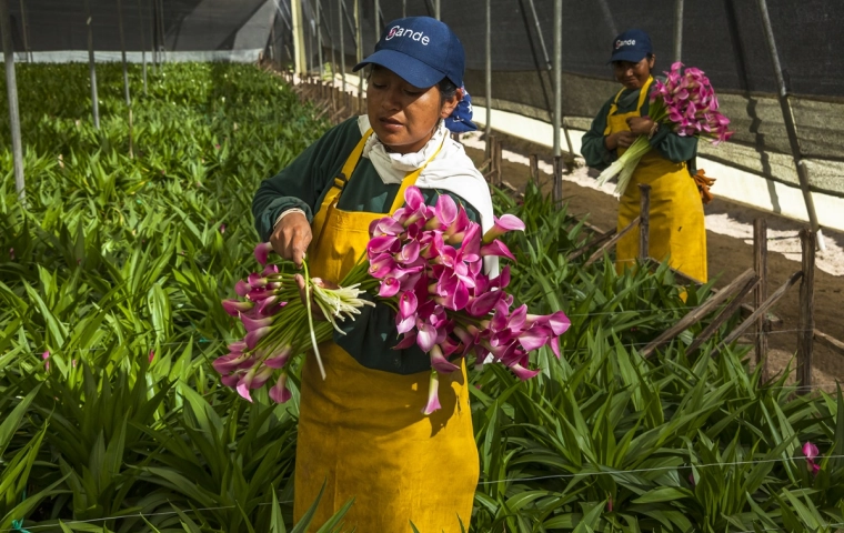 Kwiaciarnie alarmują: Tanie kwiaty z ezgotycznych krajów psują rynek