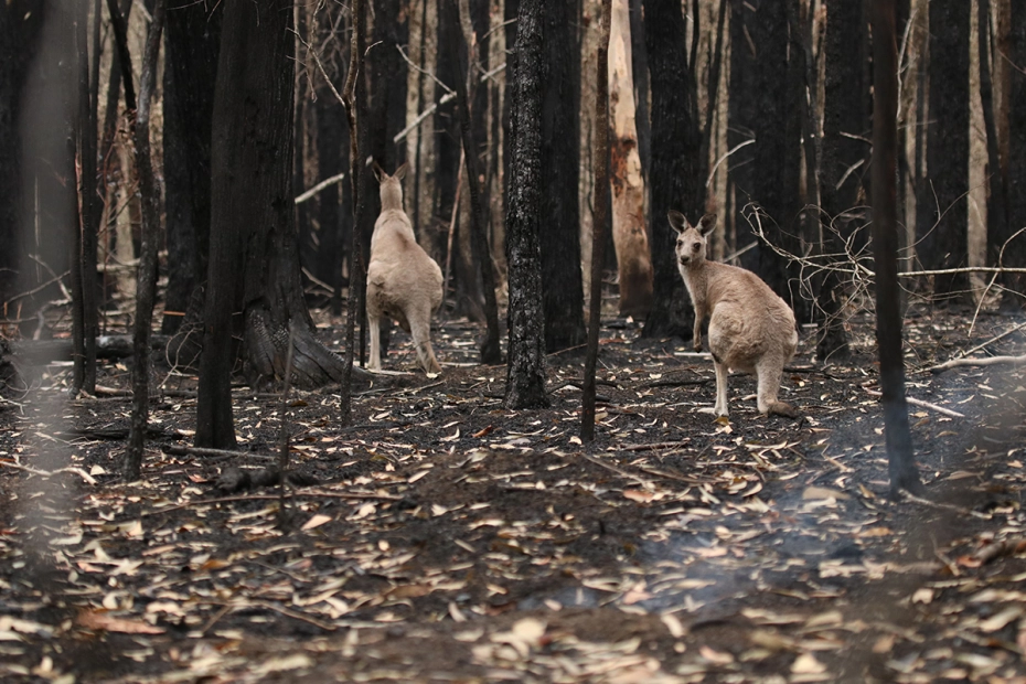 Australia.  Podczas serii pożarów w latach 2019–2020 zginęło ponad 800 mln zwierząt. / fot. mat. pras.