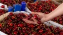 Importowane 100 zł za kilogram, krajowe nawet 130 zł. Ceny czereśni idą na rekord