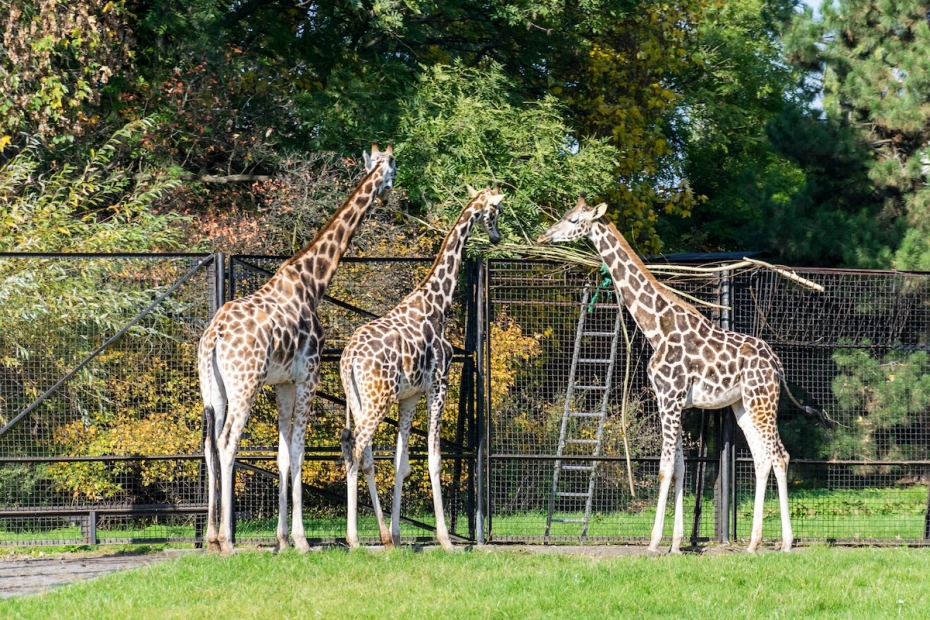 Zoo żyrafy
