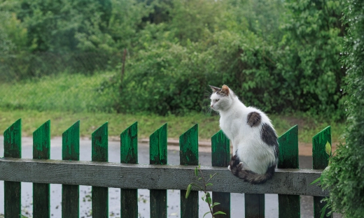 Kłótnia z sąsiadem o płot? Zapoznaj się z przepisami