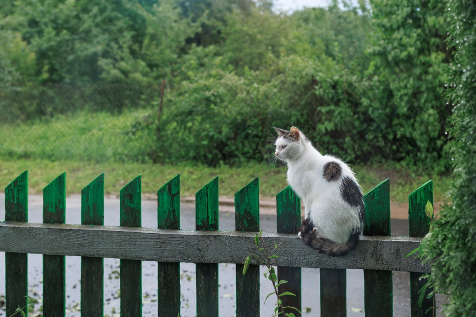 kot na płocie