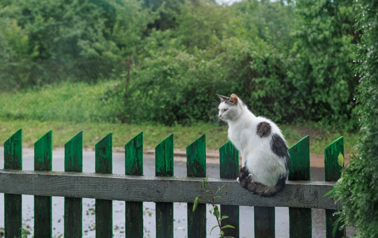 Kłótnia z sąsiadem o płot? Zapoznaj się z przepisami