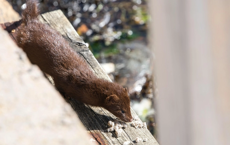 Zakaz hodowli zwierząt na futra. Prezydent podpisał ustawę