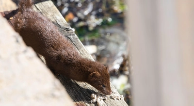 Zakaz hodowli zwierząt na futra. Prezydent podpisał ustawę