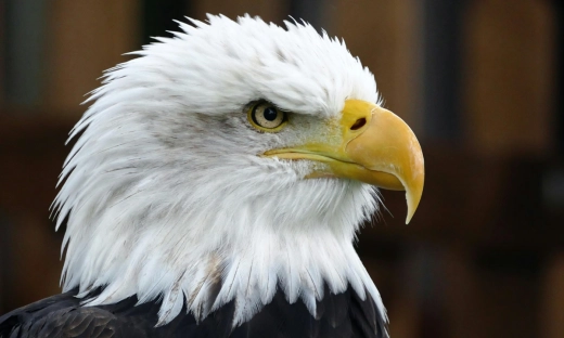 Bielik, polski model AI, w światowej czołówce modeli językowych