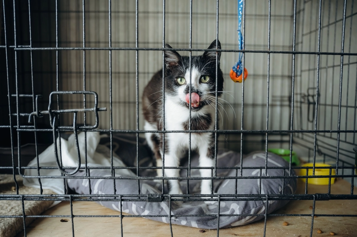 „Bezdomność zwierząt jest ogromnym biznesem. Schroniska w Polsce to umieralnie i pralnie pieniędzy”