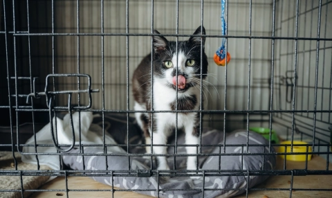 „Bezdomność zwierząt jest ogromnym biznesem. Schroniska w Polsce to umieralnie i pralnie pieniędzy”