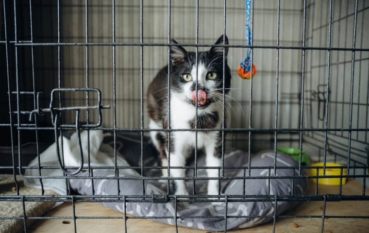 „Bezdomność zwierząt jest ogromnym biznesem. Schroniska w Polsce to umieralnie i pralnie pieniędzy”