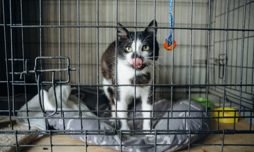 „Bezdomność zwierząt jest ogromnym biznesem. Schroniska w Polsce to umieralnie i pralnie pieniędzy”