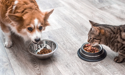 Polacy wydają miliardy na zwierzęta. Koty przejmują rynek karmy