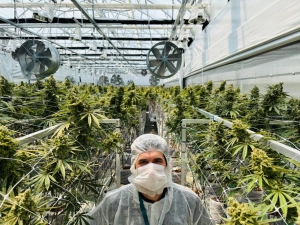Medyczna marihuana od Kombinatu Konopnego może trafić do aptek pod koniec 2027. Złożono wniosek o rejestrację