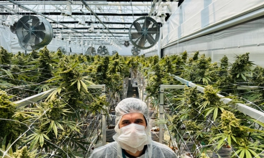 Medyczna marihuana od Kombinatu Konopnego może trafić do aptek pod koniec 2027. Złożono wniosek o rejestrację