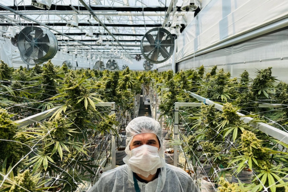 Medyczna marihuana od Kombinatu Konopnego może trafić do aptek pod koniec 2027. Złożono wniosek o rejestrację