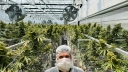 Medyczna marihuana od Kombinatu Konopnego może trafić do aptek pod koniec 2027. Złożono wniosek o rejestrację