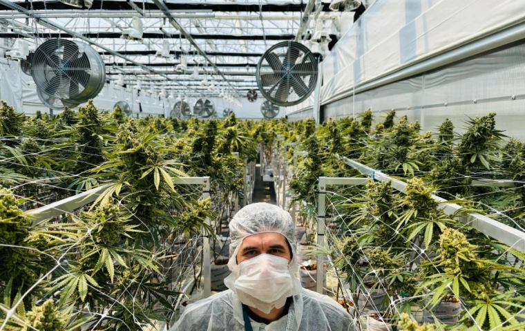 Medyczna marihuana od Kombinatu Konopnego może trafić do aptek pod koniec 2027. Złożono wniosek o rejestrację